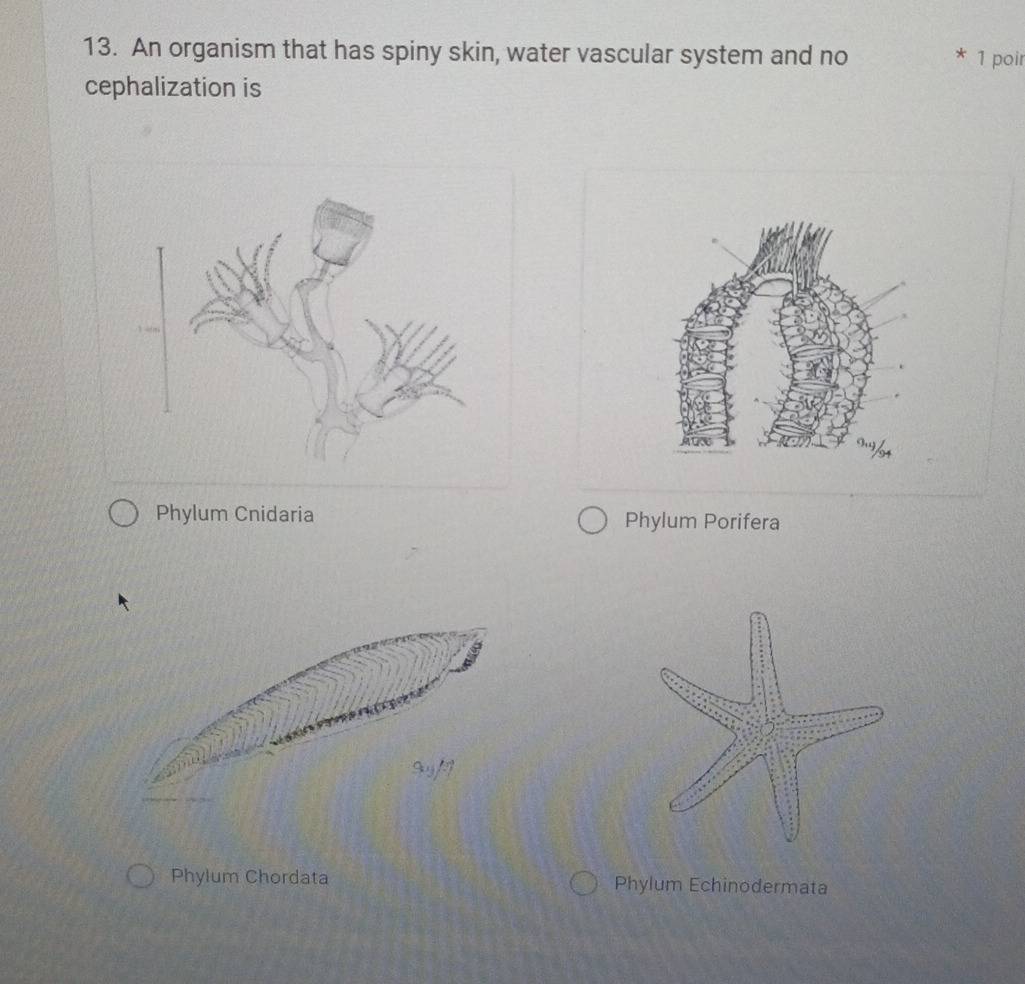 An organism that has spiny skin, water vascular system and no
1 poir
cephalization is
Phylum Cnidaria Phylum Porifera
Phylum Chordata Phylum Echinodermata