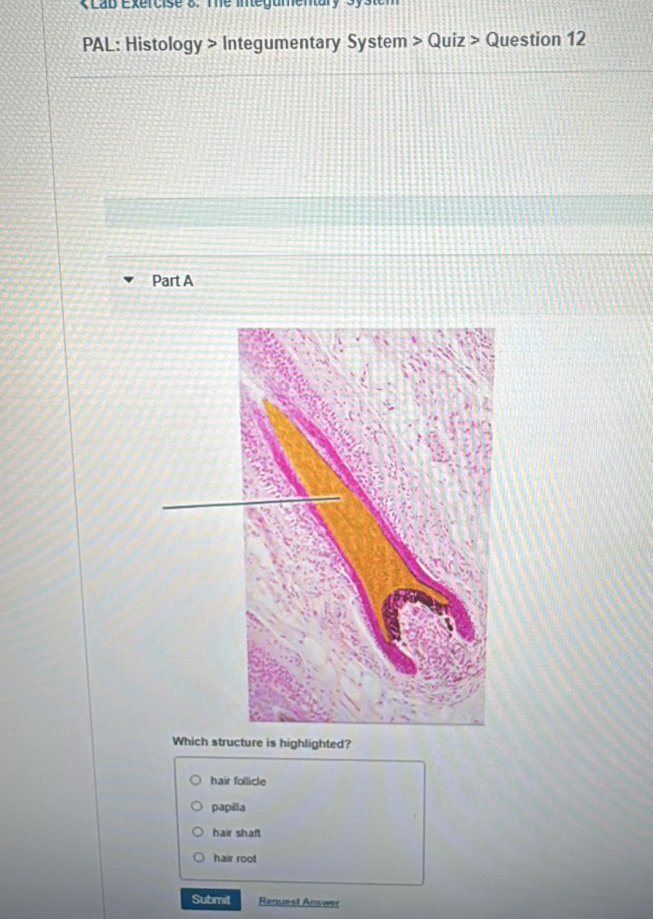 KLab Exercise 8. Te integumentary Syste
PAL: Histology > Integumentary System >Quiz> Question 12
Part A
Which structure is highlighted?
hair follicle
papilla
hair shaft
hair root
Submit Request Answer