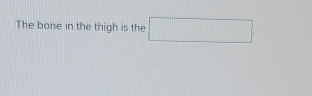 The bone in the thigh is the □.