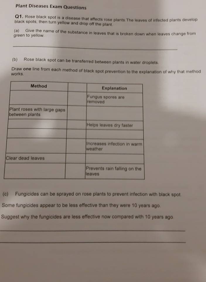 Plant Diseases Exam Questions 
Q1. Rose black spot is a disease that affects rose plants The leaves of infected plants develop 
black spots, then turn yellow and drop off the plant. 
(a) Give the name of the substance in leaves that is broken down when leaves change from 
green to yellow. 
_ 
(b) Rose black spot can be transferred between plants in water droplets. 
Draw one line from each method of black spot prevention to the explanation of why that method 
works. 
(c) Fungicides can be sprayed on rose plants to prevent infection with black spot. 
Some fungicides appear to be less effective than they were 10 years ago. 
Suggest why the fungicides are less effective now compared with 10 years ago. 
_ 
_