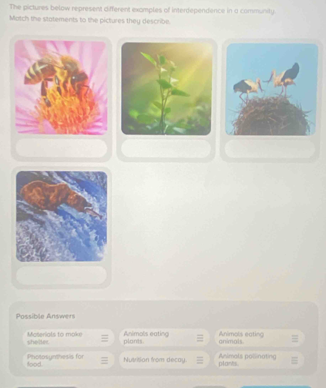 The pictures below represent different examples of interdependence in a community. 
Match the statements to the pictures they describe. 
Possible Answers 
Materials to make Animals eating Animals eating 
shelter. plants. animals. 
Photosynthesis for Animals pollinating 
food. Nutrition from decay. plants.