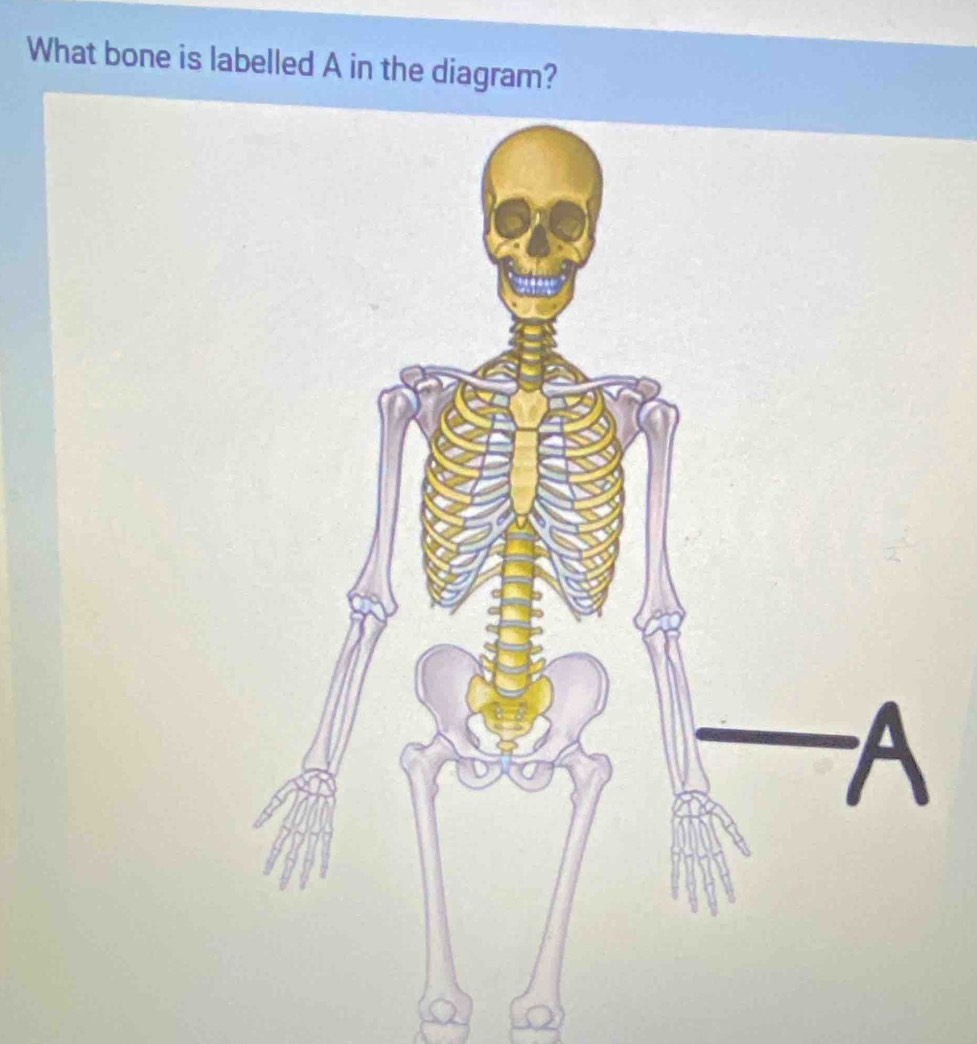 What bone is labelled A in the diagram?