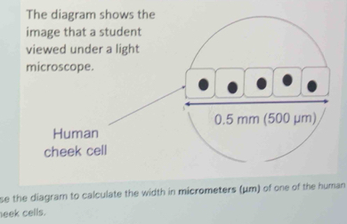 The diagram shows the 
image that a student 
viewed under a light 
microscope.
0.5 mm (500 μm) 
Human 
cheek cell 
se the diagram to calculate the width in micrometers (μm) of one of the human 
eek cells.