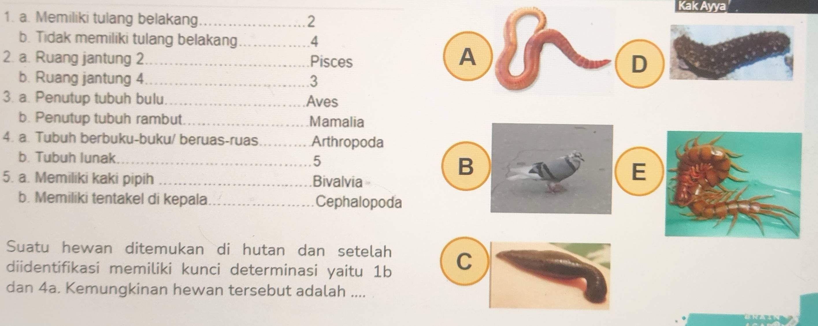 Kak Ayya
1. a. Memiliki tulang belakang_ 2
b. Tidak memiliki tulang belakang_ 4
A
2. a. Ruang jantung 2_ Pisces D
b. Ruang jantung 4_ 3
3. a. Penutup tubuh bulu_ Aves
b. Penutup tubuh rambut_ Mamalia
4. a. Tubuh berbuku-buku/ beruas-ruas_ Arthropoda
b. Tubuh lunak_ 5
5. a. Memiliki kaki pipih _Bivalvia
B
E
b. Memiliki tentakel di kepala _Cephalopoda
Suatu hewan ditemukan di hutan dan setelah
diidentifikasi memiliki kunci determinasi yaitu 1b
C
dan 4a. Kemungkinan hewan tersebut adalah ....