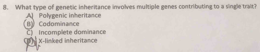 What type of genetic inheritance involves multiple genes contributing to a single trait?
A Polygenic inheritance
B》 Codominance
C) Incomplete dominance
D X -linked inheritance