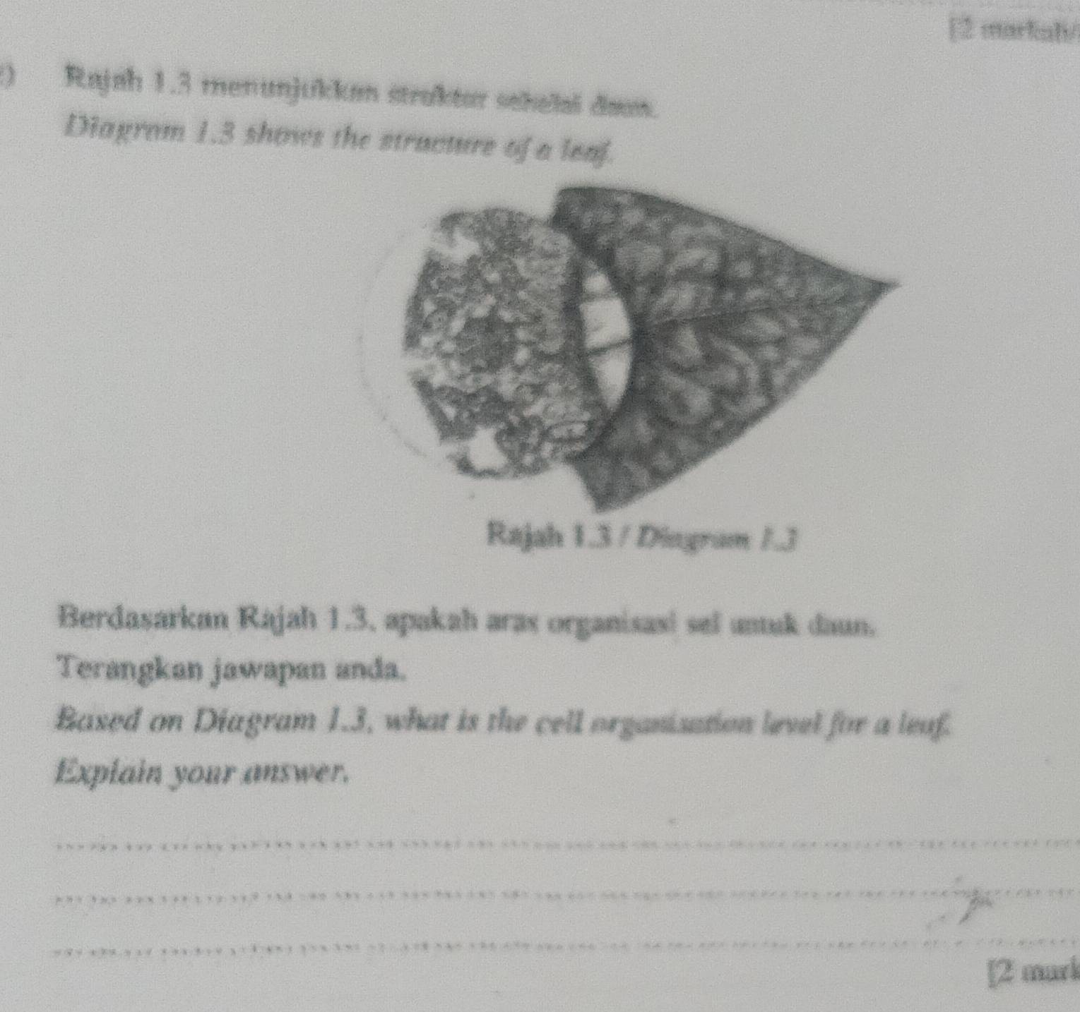 [2 markah/ 
() Rajah 1.3 menunjukkan straktor sekelai daon. 
Diagram 1.3 shows the stracture of a leaf. 
Berdasarkan Rajah 1.3, apakah aras organisasi sel untuk daun. 
Terangkan jawapan anda. 
Based on Diagram 1.3, what is the cell organization level for a leaf. 
Explain your answer. 
_ 
_ 
_ 
[2 mark