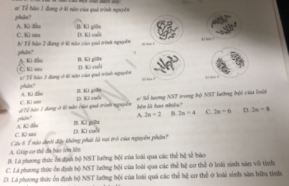 a/ Tế bào 1 đang ở kỉ nào của quá trình nguyên
phân?
A. Kì đầu B. Ki giữa
C. Kì sau D. Ki cuối
b/ Tế bào 2 đang ở kỉ nào của quá trình nguyên Si hào S Ei tán t
phân?
A. Ki đầu B. Ki giữa
C. Ki sau D. Ki cuối
c/ Tế bào 3 đang ở kĩ nào của quả trình nguyên
To his 3
phân? Se hio d
A. Ki đầu B. Ki giữa
C. Ki sau D. Kĩ cuối e/ Số lượng NST trong bộ NST lưỡng bội của loài
dTế bào 1 đang ở kỉ nào của quả trình nguyên bên là bao nhiệu?
phần?
A. 2n=2 B. 2n=4 C. 2n=6 D. 2n=8
A. Ki đầu B. Ki giữa
C. Ki sau D. Ki cuối
Câu 6. Ý nào đưới đây không phải là vai trò của nguyên phần?
A. Giúp cơ thể đa báo lớn lên
B. Là phương thức ổn định bộ NST lưỡng bội của loài qua các thế hệ tế bào
C. Là phương thức ốn định bộ NST lưỡng bội của loài qua các thể hệ cơ thể ở loài sinh sản vô tính
D. Là phương thức ổn định bộ NST lưỡng bội của loài quả các thể hệ cơ thể ở loài sinh sản hữu tính