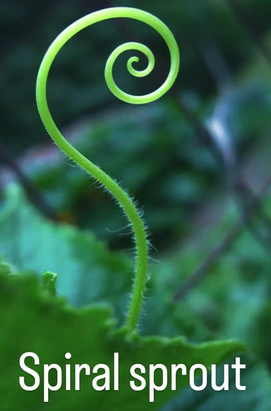 Spiral sprout