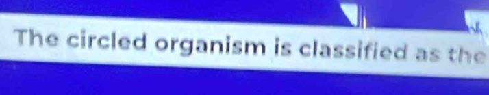 The circled organism is classified as the