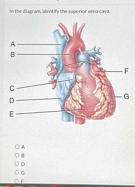 In the diagram, identify the superior vena cava.
A
B
D
G
F