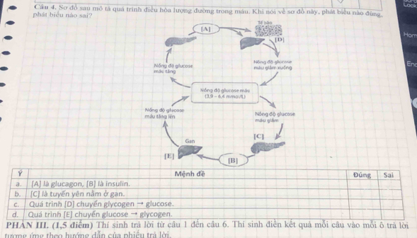 Câu 4, Sơ đồ sau mô tả quá trình điều hòa lượng đường trong máu. Khi nói về sơ đồ này, phát biểu nào đùng,
phát biểu nào sai?
Hom
End
Y Đúng Sai
a. [A] là glucagon, [B] là insulin.
b. [C] là tuyến yên nằm ở gan.
c.  Quá trình [D] chuyển glycogen → glucose.
d.  Quá trình [E] chuyển glucose → glycogen.
PHẢN III. (1,5 điểm) Thí sinh trả lời từ câu 1 đến câu 6. Thí sinh điễn kết quả mỗi câu vào mỗi ô trả lời
tượng ứng theo hướng dẫn của phiều trả lời