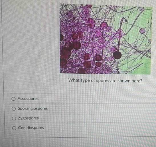 ype of spores are shown here?
Ascospores
Sporangiospores
Zygospores
Conidiospores