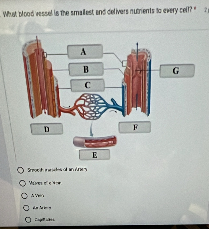 What blood vessel is the smallest and delivers nutrients to every cell? * 2)
Smooth muscles of an Artery
Valves of a Vein
A Vein
An Artery
Capillaries