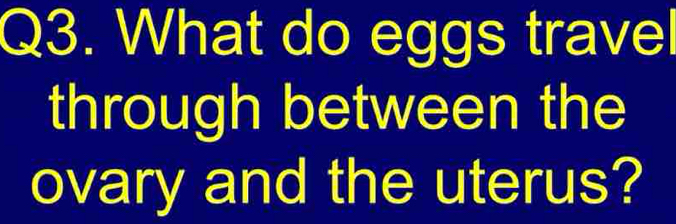 What do eggs travel 
through between the 
ovary and the uterus?