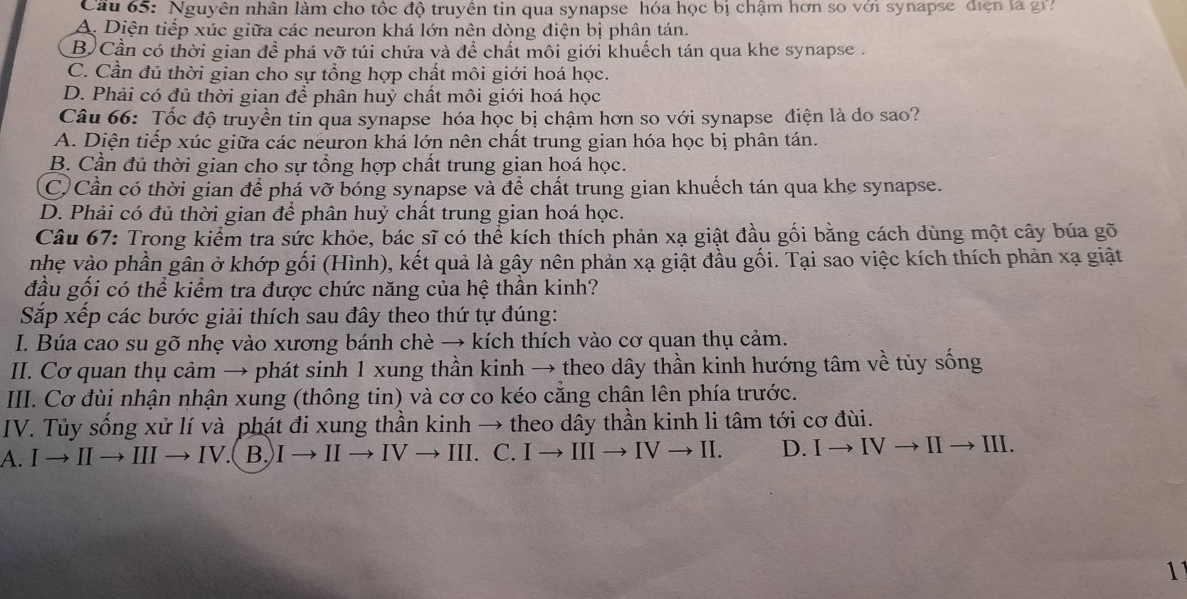 Cầu 65: Nguyên nhân làm cho tốc độ truyên tin qua synapse hóa học bị chậm hơn so với synapse điện là gr
A. Diện tiếp xúc giữa các neuron khá lớn nên dòng điện bị phân tán.
B. Cần có thời gian để phá vỡ túi chứa và để chất môi giới khuếch tán qua khe synapse .
C. Cần đủ thời gian cho sự tổng hợp chất môi giới hoá học.
D. Phải có đủ thời gian để phân huỷ chất môi giới hoá học
Câu 66: Tốc độ truyền tin qua synapse hóa học bị chậm hơn so với synapse điện là do sao?
A. Diện tiếp xúc giữa các neuron khá lớn nên chất trung gian hóa học bị phân tán.
B. Cần đủ thời gian cho sự tổng hợp chất trung gian hoá học.
C) Cần có thời gian để phá vỡ bóng synapse và để chất trung gian khuếch tán qua khe synapse.
D. Phải có đủ thời gian để phân huý chất trung gian hoá học.
Câu 67: Trong kiểm tra sức khỏe, bác sĩ có thể kích thích phản xạ giật đầu gối bằng cách dùng một cây búa gõ
nhẹ vào phần gân ở khớp gối (Hình), kết quả là gây nên phản xạ giật đầu gối. Tại sao việc kích thích phản xạ giật
đầu gối có thể kiểm tra được chức năng của hệ thần kinh?
Sắp xếp các bước giải thích sau đây theo thứ tự đúng:
I. Búa cao su gõ nhẹ vào xương bánh chè → kích thích vào cơ quan thụ cảm.
II. Cơ quan thụ cảm → phát sinh 1 xung thần kinh → theo dây thần kinh hướng tâm về tủy sống
III. Cơ đùi nhận nhận xung (thông tin) và cơ co kéo cẳng chận lên phía trước.
IV. Tủy sống xử lí và phát đi xung thần kinh → theo dây thần kinh li tâm tới cơ đùi.
A. I → II → III → IV.( B,)I → II → IV → III. C. I → III → IV → II. D. I → IV → II → III.
11
