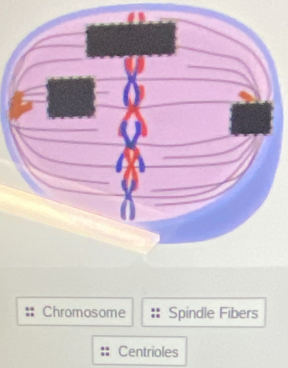 Chromosome Spindle Fibers
Centrioles