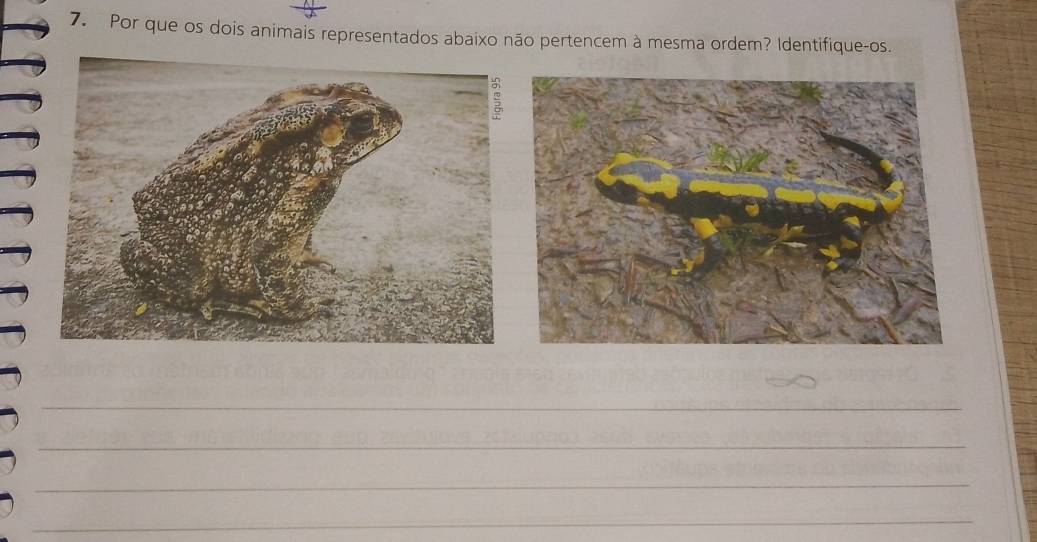 Por que os dois animais representados abaixo não pertencem à mesma ordem? Identifique-os. 
_ 
_ 
_ 
_