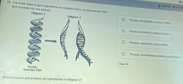 The initial steps in gene expression are modeled below. Double stred DNA frst unwinds into two strands.

Process: transcription; product mithA
Process: translation; product: protsin
Process: replication; product: URLA
Process: recombination; product: polymerase
Clear All
Which process and product are represented in Diagram 2?