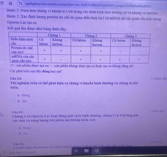 Bườc 1. Nuới mời chúng vi khuẩn E.Coli trong các điều kiện môi trưởng có và không có factose.
Bước 2. Xác định lượng protein ức chế do gene điều hoà lạcI và mRNA do các gene cầu trúc trong
Operon Lac tạo ra.
Kết quả thu được như bảng dưới đây:
(+: sân phẩm được tạo ra; - : sản phẩm không được tạo ra hoặc tạo ra không đáng kể)
Các phát biểu sau đây đúng hay sai?
Câu 23: Đánh dấu
Thí nghiệm trên có thể phát hiện ra chủng vi khuẩn bình thường và chủng bị đột
biến.
A. Đúng
B. Sai
Câu 24: Đánh dầu
Chủng 1 có Operon Lac hoạt động một cách bình thường, chủng 2 và 3 bị lãng phí
vật chất và năng lượng bởi phiên mã không kiểm soát.
A. Đúng
B. Sai
Câu 25: Dệnh dầu
Cô thể vùng Promoter củs gene lael ở chúng 3 đã bị đột biển dẫn đến một chức
Type here to search