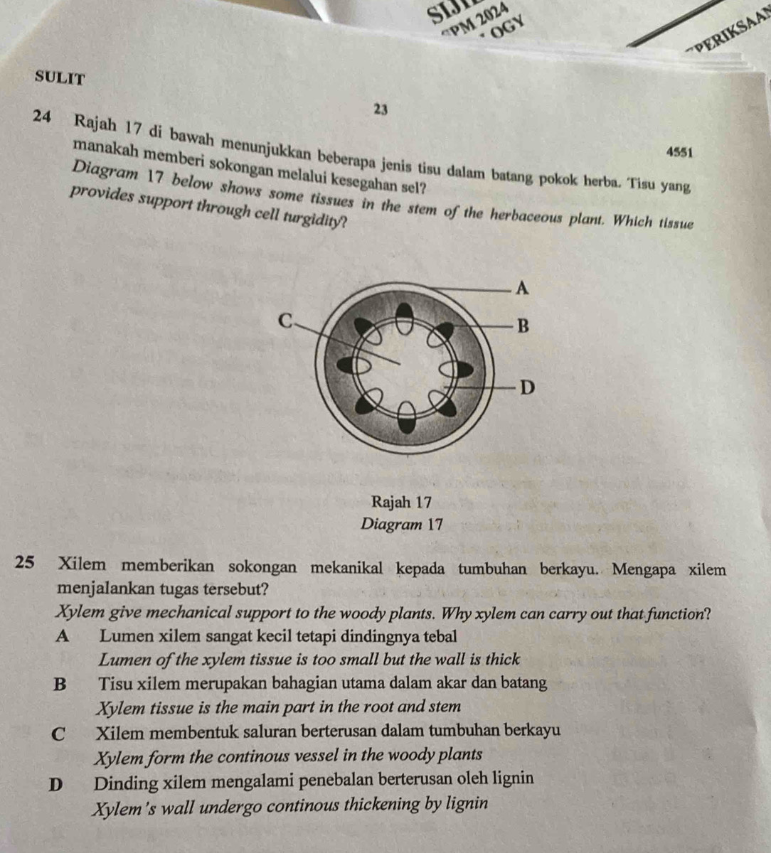 SIJn
“PM 2024
OGY
PERIKSAA
SULIT
23
4551
24 Rajah 17 di bawah menunjukkan beberapa jenis tisu dalam batang pokok herba. Tisu yang
manakah memberi sokongan melalui kesegahan sel?
Diagram 17 below shows some tissues in the stem of the herbaceous plant. Which tissue
provides support through cell turgidity?
Rajah 17
Diagram 17
25 Xilem memberikan sokongan mekanikal kepada tumbuhan berkayu. Mengapa xilem
menjalankan tugas tersebut?
Xylem give mechanical support to the woody plants. Why xylem can carry out that function?
A Lumen xilem sangat kecil tetapi dindingnya tebal
Lumen of the xylem tissue is too small but the wall is thick
B Tisu xilem merupakan bahagian utama dalam akar dan batang
Xylem tissue is the main part in the root and stem
C Xilem membentuk saluran berterusan dalam tumbuhan berkayu
Xylem form the continous vessel in the woody plants
D Dinding xilem mengalami penebalan berterusan oleh lignin
Xylem's wall undergo continous thickening by lignin