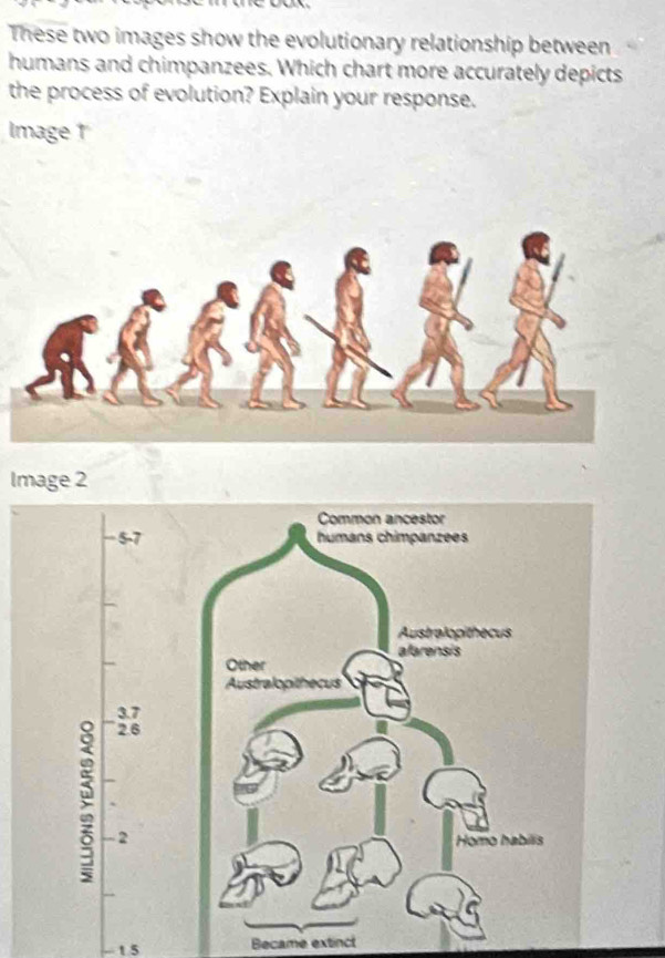 These two images show the evolutionary relationship between 
humans and chimpanzees. Which chart more accurately depicts 
the process of evolution? Explain your response. 
Image 1 
Image 2
1.5 Became extinct