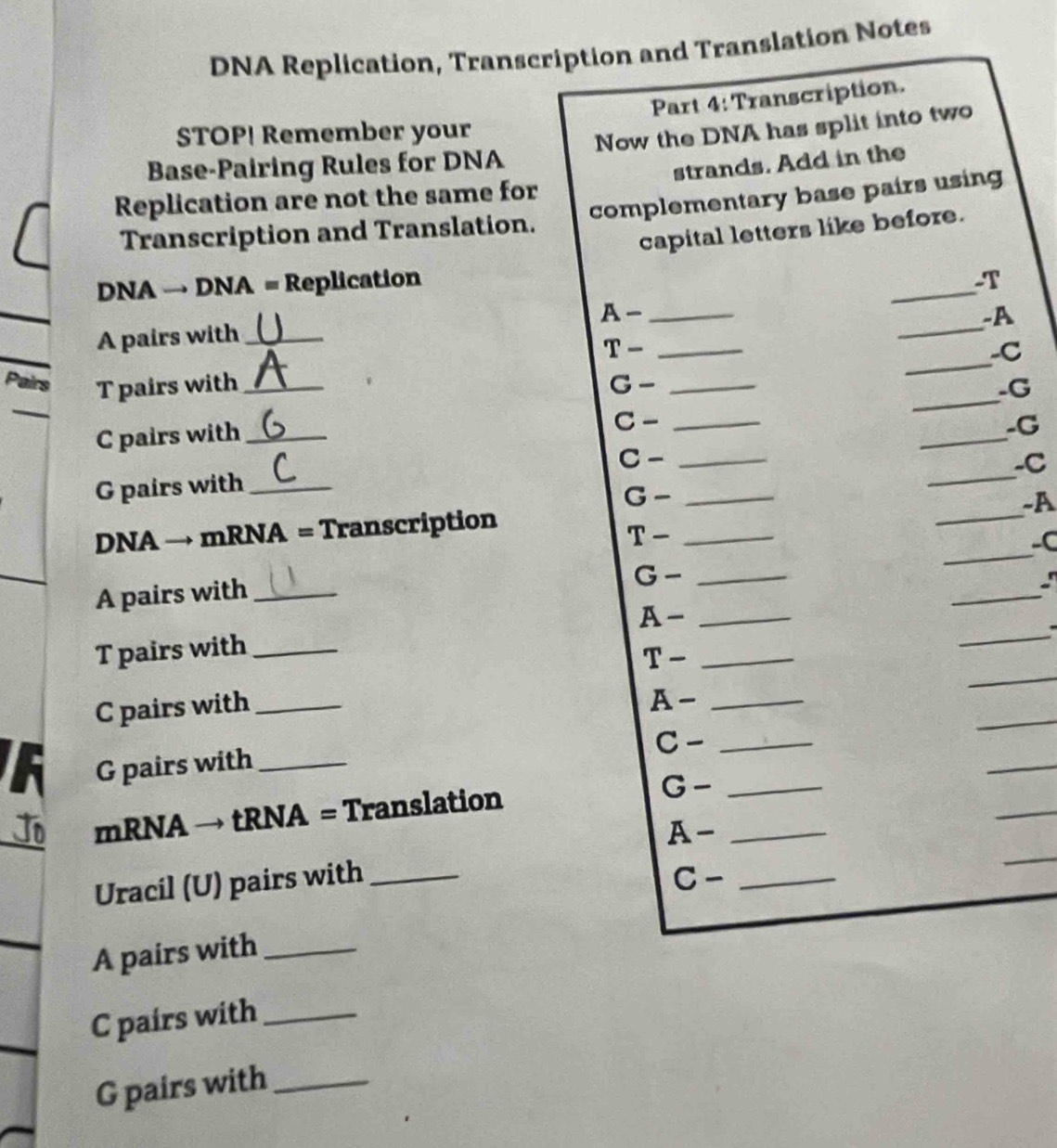 DNA Replication, Transcription and Translation Notes 
Part 4: Transcription. 
STOP! Remember your 
Base-Pairing Rules for DNA Now the DNA has split into two 
Replication are not the same for strands. Add in the 
Transcription and Translation. complementary base pairs using 
capital letters like before. 
DNA → DNA = Replication _-T 
_ 
_ A-.A 
_ 
A pairs with_ 
_ T-
-C 
Pairs T pairs with _ G- _-G 
C pairs with_ 
_
C- _ 
_ 
-G 
_
C- _ 
_C 
G pairs with_ 
G- _ 
-A 
_ 
DNA → mRNA = Transcription 
T- _ 
_ 
-C 
A pairs with_ 
_
G- _
A- _ 
_- 
_ 
T pairs with_ 
_ T-
C pairs with_ 
_ 
_ A- 
F G pairs with_ 
_ 
C- _ 
_ 
_ 
Jo mRNA → tRNA = Translation G- __ 
A· 
Uracil (U) pairs with _C-_ 
A pairs with_ 
C pairs with_ 
G pairs with_