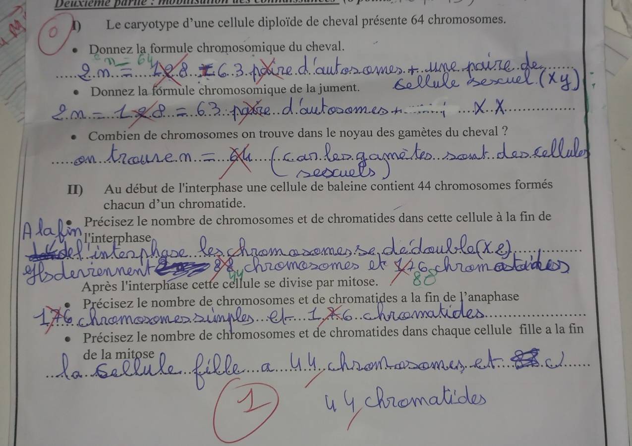 Déuxième parne : mobl 
D) Le caryotype d'une cellule diploïde de cheval présente 64 chromosomes. 
Donnez la formule chromosomique du cheval. 
Donnez la fórmule chromosomique de la jument. 
Combien de chromosomes on trouve dans le noyau des gamètes du cheval ? 
II) Au début de l'interphase une cellule de baleine contient 44 chromosomes formés 
chacun d’un chromatide. 
Précisez le nombre de chromosomes et de chromatides dans cette cellule à la fin de 
l'interphase 
Après l'interphase cette cellule se divise par mitose. 
Précisez le nombre de chromosomes et de chromatides a la fin de l’anaphase 
Précisez le nombre de chromosomes et de chromatides dans chaque cellule fille a la fin 
de la mitose