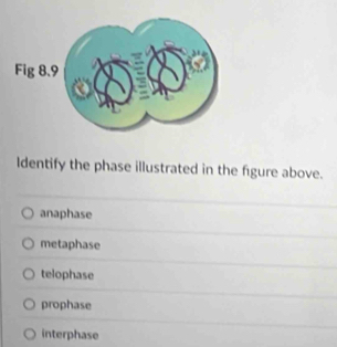 Identify the phase illustrated in the figure above.
anaphase
metaphase
telophase
prophase
interphase