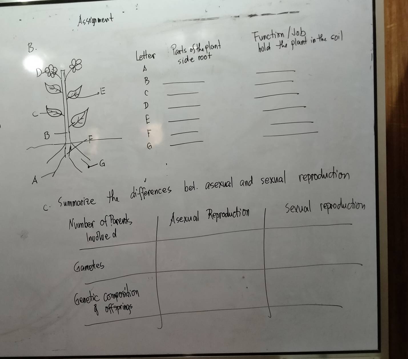 Assigment 
hold the plant in the soil 
Letter Parts of the plant Functionm / Job 
B. 
side root 
A 
_ 
B 
_ 
_ 
C 
_ 
_ 
D 
_ 
_ 
E 
_ 
_ 
_ 
F 
_ 
_ 
G 
c. Summarize the differences be1. asexual and sexual reproduction 
Sexual reproduction 
Number of Parents 
Asexual Reproduction 
Involived 
Gametes 
_ 
Genetic composintion 
offeprings