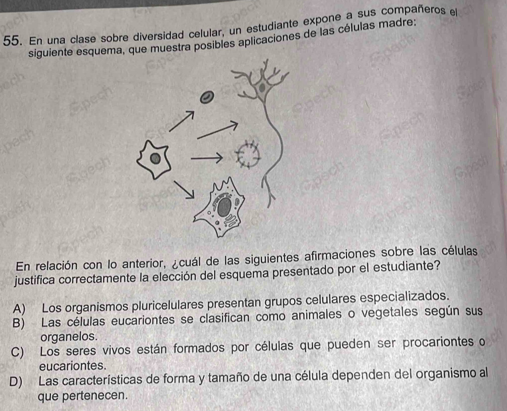 Solved: En una clase sobre diversidad celular, un estudiante expone a sus  compañeros el siguiente [Biology]