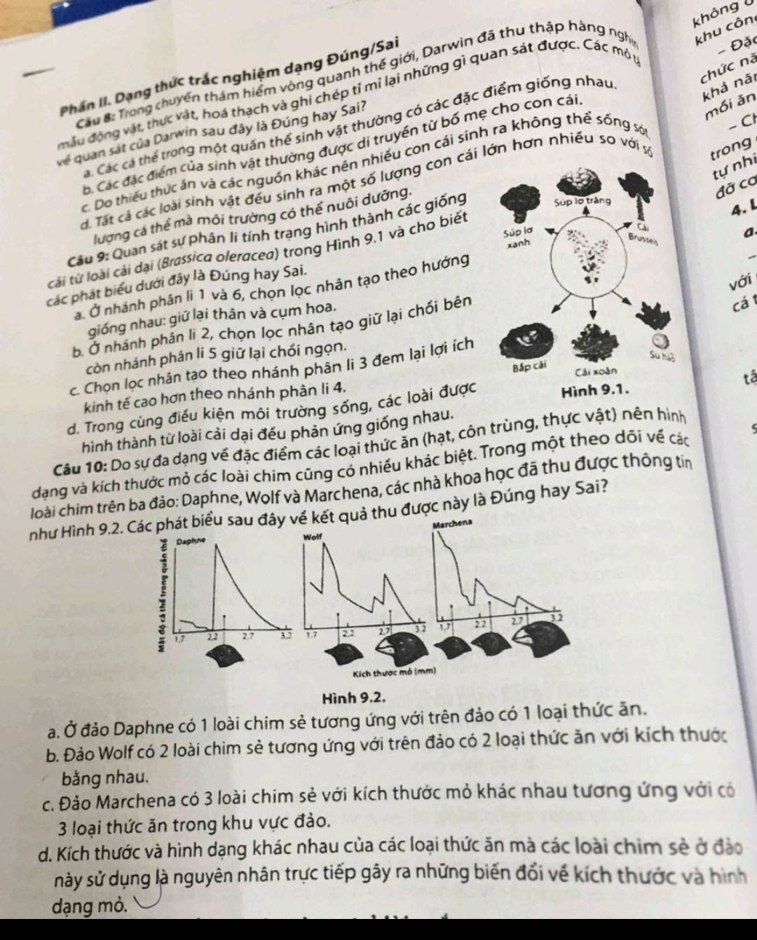 không U
Cầu 8: Trong chuyển thám hiểm vòng quanh thế giới, Darwin đã thu thập hàng nghĩ khu côn
chức nà khả nǎi
Phần II. Dạng thức trắc nghiệm dạng Đúng/Sai
mẫu động vật, thực vật, hoá thạch và ghi chép tỉ mì lại những gì quan sát được. Các mô t
- Đặc
mồi ăn
- Ct
Cá. Các cá thể trong một quân thể sinh vật thường có các đặc điểm giống nhau
về quan sát của Darwin sau đây là Đúng hay Sai?
b. Các đặc điểm của sinh vật thường được di truyền từ bố mẹ cho con cái
c. Do thiếu thức án và các nguồn khác nên nhiều con cái sinh ra không thể sống só
tự nhi
á. Tất cá các loài sinh vật đều sinh ra một số lượng con cái lớn hơn nhiều so với sà trong
đỡ cơ
4. L
lượng cá thể mà môi trường có thể nuôi dưỡng.
Câu 9: Quan sát sự phân li tính trạng hình thành các giống
cải từ loài cải dại (Brassica oleracea) trong Hình 9.1 và cho biết
các phát biểu dưới đây là Đúng hay Sai.
a. Ở nhánh phân li 1 và 6, chọn lọc nhân tạo theo hướnga.
với
giống nhau: giữ lại thân và cụm hoa.
b. Ở nhánh phân li 2, chọn lọc nhân tạo giữ lại chồi bên
cá t
còn nhánh phân li 5 giữ lại chối ngọn.
c. Chọn lọc nhân tạo theo nhánh phân li 3 đem lại lợi ích
tâ
kinh tế cao hơn theo nhánh phản li 4.
d. Trong cùng điều kiện môi trường sống, các loài được
hình thành từ loài cải dại đều phản ứng giống nhau.
Câu 10: Do sự đa dạng về đặc điểm các loại thức ăn (hạt, côn trùng, thực vật) nên hình
dạng và kích thước mỏ các loài chim cũng có nhiều khác biệt. Trong một theo dõi về các
loài chim trên ba đảo: Daphne, Wolf và Marchena, các nhà khoa học đã thu được thông tin
như Hình 9.2. Các phát biểu sau đây về kết quả thu được này là Đúng hay Sai?
Daphne Marchena
Wolf
ξ 17 2.7 3.2 1.7 2.2 27 1 2 2 27 5
22
Kích thước mô (mm)
Hình 9.2.
a. Ở đảo Daphne có 1 loài chim sẻ tương ứng với trên đảo có 1 loại thức ăn.
b. Đảo Wolf có 2 loài chim sẻ tương ứng với trên đảo có 2 loại thức ăn với kích thước
bằng nhau.
c. Đảo Marchena có 3 loài chim sẻ với kích thước mỏ khác nhau tương ứng với có
3 loại thức ăn trong khu vực đảo.
d. Kích thước và hình dạng khác nhau của các loại thức ăn mà các loài chim sẻ ở đào
này sử dụng là nguyên nhân trực tiếp gây ra những biến đổi về kích thước và hình
dạng mỏ.