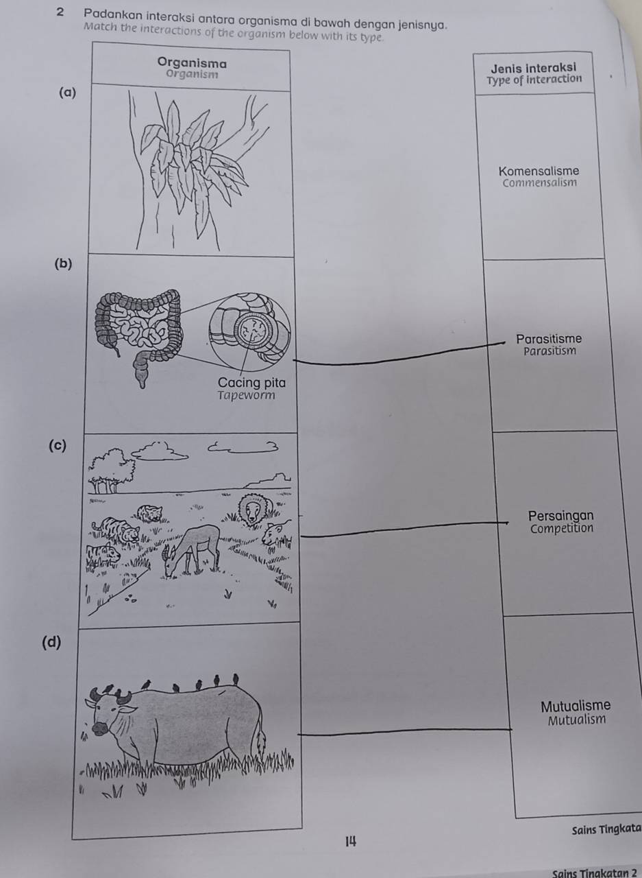 Padankan interaksi antora organisma di bawah dengan jenisnya.
Match the interactions of the organism below with its type
Organisma
Jenis interaksi
(a)Type of interaction
Komensalisme
Commensalism
(b)
Parasitisme
Parasitism
(c)
Persaingan
Competition
(d)
Mutualisme
Mutualism
14 Sains Tingkata
Sains Tinakatan 2