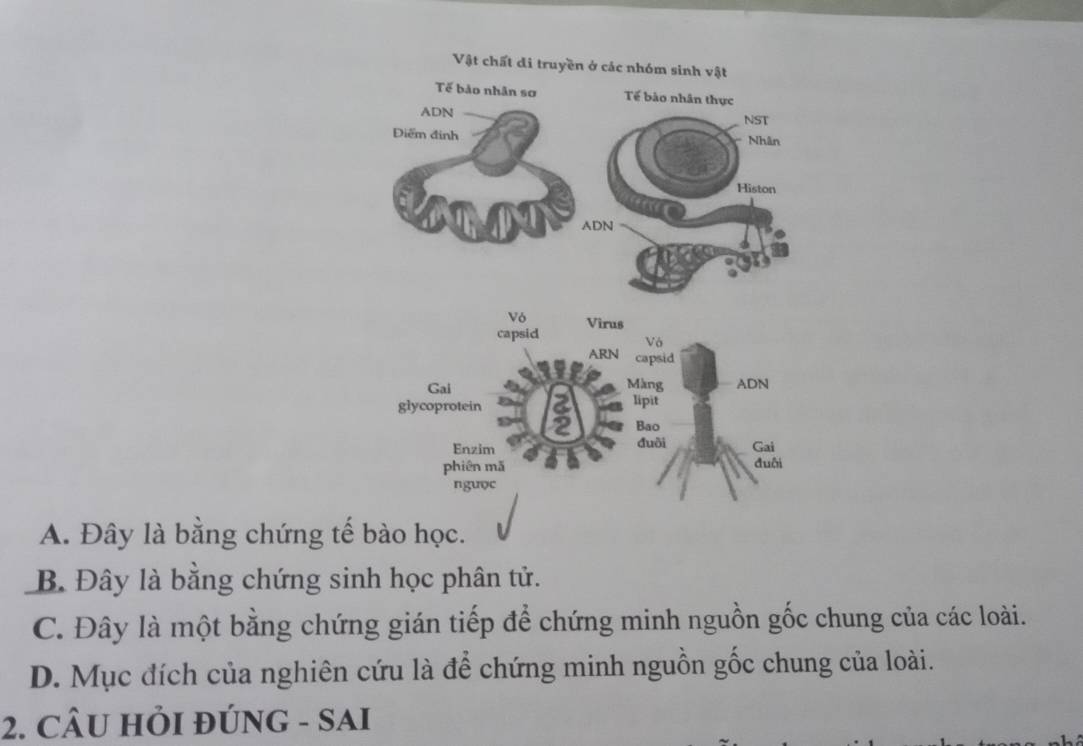 A. Đây là bằng chứng tế bào học.
B. Đây là bằng chứng sinh học phân tử.
C. Đây là một bằng chứng gián tiếp để chứng minh nguồn gốc chung của các loài.
D. Mục đích của nghiên cứu là để chứng minh nguồn gốc chung của loài.
2. CÂU HỏI ĐÚNG - SAI