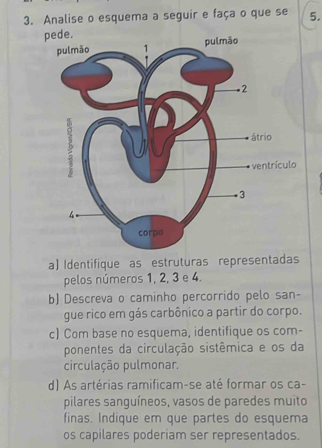 Analise o esquema a seguir e faça o que se 5. 
a) Identifique as estruturas representadas 
pelos números 1, 2, 3 e 4. 
b) Descreva o caminho percorrido pelo san- 
gue rico em gás carbônico a partir do corpo. 
c) Com base no esquema, identifique os com- 
ponentes da circulação sistêmica e os da 
circulação pulmonar. 
d) As artérias ramificam-se até formar os ca- 
pilares sanguíneos, vasos de paredes muito 
finas. Indique em que partes do esquema 
os capilares poderiam ser representados.