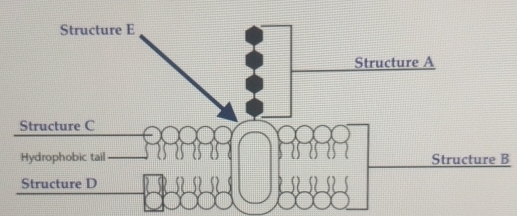 Structure B