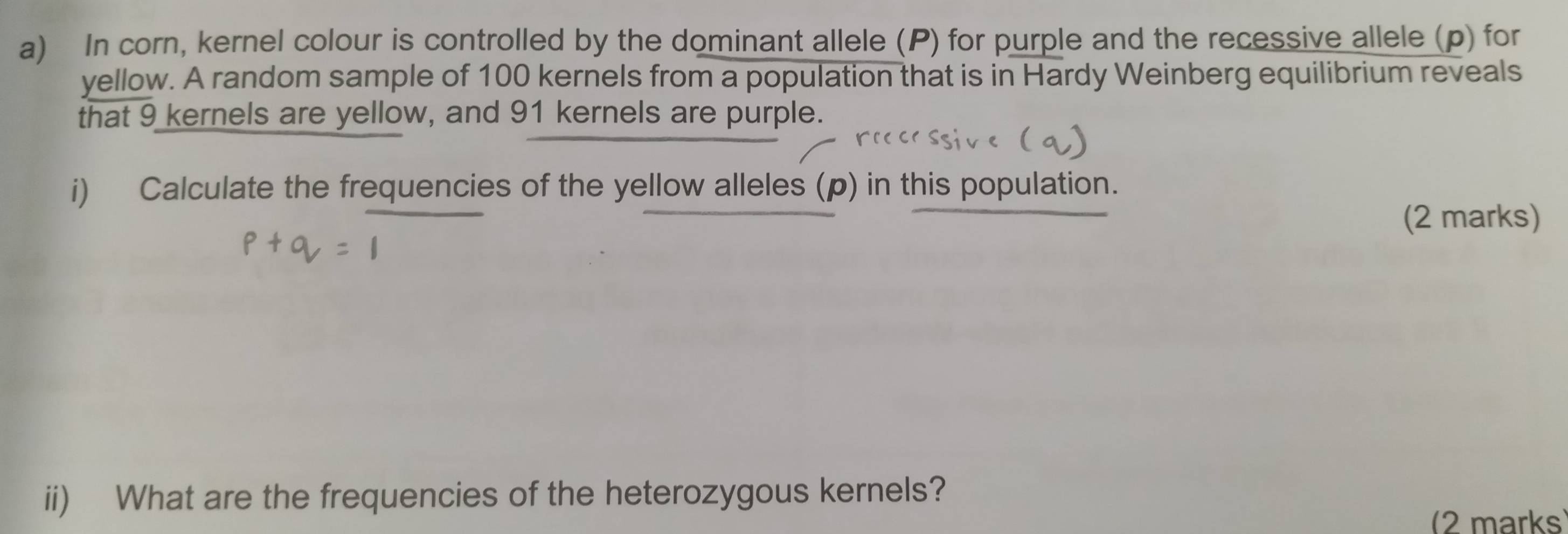 In corn, kernel colour is controlled by the dominant allele (P) for purple and the recessive allele (p) for 
yellow. A random sample of 100 kernels from a population that is in Hardy Weinberg equilibrium reveals 
that 9 kernels are yellow, and 91 kernels are purple. 
i) Calculate the frequencies of the yellow alleles (p) in this population. 
(2 marks) 
ii) What are the frequencies of the heterozygous kernels? 
(2 marks)