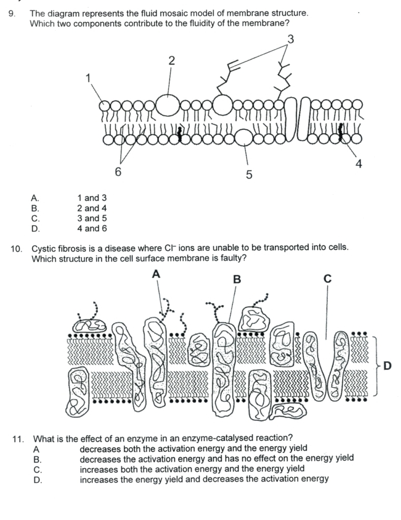 The diagram represents the fluid mosaic model of membrane structure.
Which two components contribute to the fluidity of the membrane?
A. 1 and 3
B. 2 and 4
C. 3 and 5
D. 4 and 6
10. Cystic fibrosis is a disease where Cl ions are unable to be transported into cells.
Which structure in the cell surface membrane is faulty?
11. What is the effect of an enzyme in an enzyme-catalysed reaction?
A decreases both the activation energy and the energy yield
B. decreases the activation energy and has no effect on the energy yield
C. increases both the activation energy and the energy yield
D. increases the energy yield and decreases the activation energy