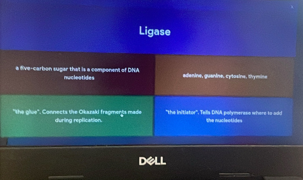 Ligase
a five-carbon sugar that is a component of DNA
nucleotides
adenine, guanine, cytosine, thymine
"the glue'. Connects the Okazaki fragments made "the initiator". Tells DNA polymerase where to add
during replication. the nucleotides