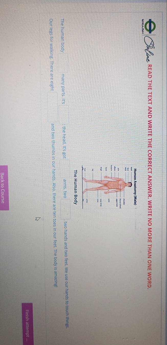 Iuline READ THE TEXT AND WRITE THE CORRECT ANSWER. WRITE NO MORE THAN ONE WORD. 
Human Anatomy (Male) 
sì xònu kǎ z 
shoron ichest 
sper l eb 
hare 
leg 
The Human Body 
The human body □ many parts. It's □°; the head, It's got PM=frac □ □  arms, two □° , two hands and two feet. We use our hands to touch things. 
Our legs for walking. There are eight □ and two thumbs in our hands. Also, there are ten toes in our feet. The body is amazing! 
Finish attempt ... 
Back to Course