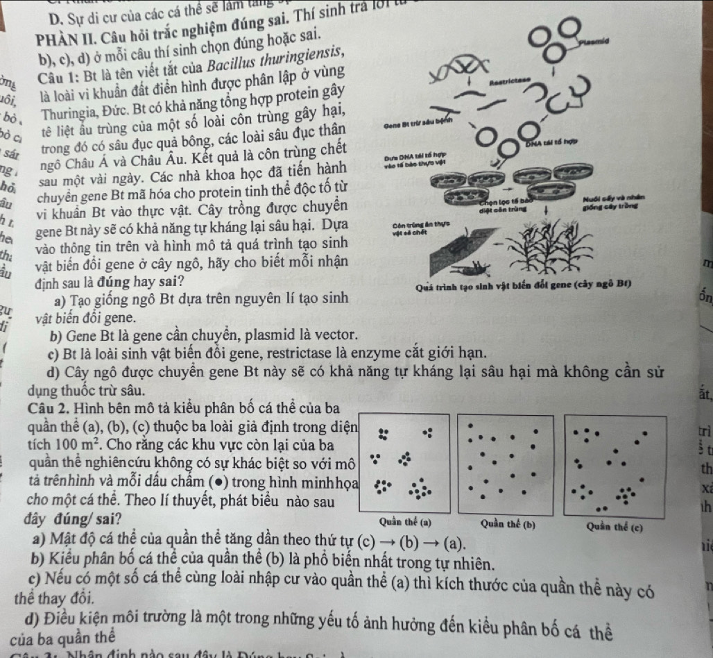 D. Sự di cư của các cá thể sẽ làm tăng 
PHÀN II. Câu hỏi trắc nghiệm đúng sai. Thí sinh trả lời l
b), c), d) ở mỗi câu thí sinh chọn đúng hoặc sai.
ờng  Câu 1: Bt là tên viết tắt của Bacillus thuringiensis,
uôi,
là loài vi khuẩn đất điền hình được phân lập ở vùng
bò Thuringia, Đức. Bt có khả năng tổng hợp protein gây
bò cị
ltê liệt ầu trùng của một số loài côn trùng gây hại,
sán trong đó có sâu đục quả bông, các loài sâu đục thân 
ng nhgô Châu Á và Châu Âu. Kết quả là côn trùng chết
hỏ sau một vài ngày. Các nhà khoa học đã tiến hành 
âu chuyển gene Bt mã hóa cho protein tinh thể độc tố từ
h r
vi khuẩn Bt vào thực vật. Cây trồng được chuyền
he gene Bt này sẽ có khả năng tự kháng lại sâu hại. Dựa 
the
vào thông tin trên và hình mô tả quá trình tạo sinh
ân vật biến đồi gene ở cây ngô, hãy cho biết mỗi nhận m
định sau là đúng hay sai?
a) Tạo giống ngô Bt dựa trên nguyên lí tạo sinh Ổn
gu
fi vật biến đổi gene.
b) Gene Bt là gene cần chuyển, plasmid là vector.
c) Bt là loài sinh vật biển đồi gene, restrictase là enzyme cắt giới hạn.
d) Cây ngô được chuyển gene Bt này sẽ có khả năng tự kháng lại sâu hại mà không cần sử
dụng thuốc trừ sâu. ắt.
Câu 2. Hình bên mô tả kiểu phân bố cá thể của ba
quần thể (a), (b), (c) thuộc ba loài giả định trong diệntrì
tích 100m^2. Cho rằng các khu vực còn lại của ba§t
quần thể nghiêncứu không có sự khác biệt so với môth
tả trênhình và mỗi dấu chẩm (●) trong hình minhhọXã
cho một cá thể. Theo lí thuyết, phát biểu nào sauth
đây đúng/sai?  Quần thể (c)
a) Mật độ cá thể của quần thể tăng dần theo thứ tự (c) → (b) → (a). i
b) Kiểu phân bố cá thể của quần thể (b) là phồ biển nhất trong tự nhiên.
c) Nếu có một số cá thể cùng loài nhập cư vào quần thể (a) thì kích thước của quần thể này có T
thể thay đổi.
d) Điều kiện môi trường là một trong những yếu tố ảnh hưởng đến kiểu phân bố cá thể
của ba quần thể