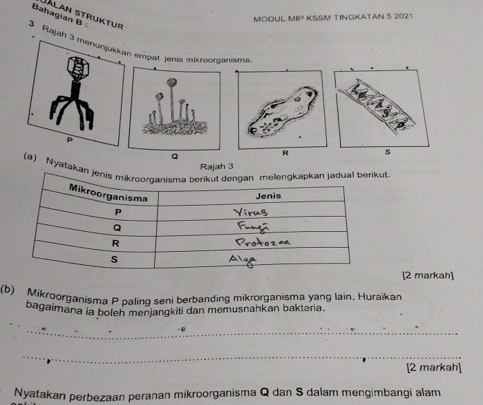 JaLan Struktur 
Bahagian B : 
MODUL MIP KSSM TINGKATAN 5 2021 
3 Rajah n empat jenis mikroordanisma 
Q 
Rajah 3 
(a) Nyatakan jenis mikroorganisma berikut dengan melengkapkan jadual berikut. 
Mikroorganisma 
Jenis
P
Q
R
s 
[2 markah] 
(b) Mikroorganisma P paling seni berbanding mikrorganisma yang lain. Huraikan 
bagaimana ia boleh menjangkiti dan memusnahkan bakteria. 
_ 
_ 
[2 markah] 
Nyatakan perbezaan peranan mikroorganisma Q dan S dalam mengimbangi alam