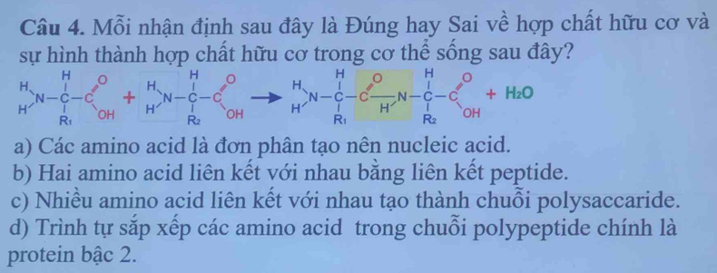 Mỗi nhận định sau đây là Đúng hay Sai về hợp chất hữu cơ và
sự hình thành hợp chất hữu cơ trong cơ thể sống sau đây?
_H^(HN-_R_1)^H-_C_OH^O+_H^(HN-_R_2)^Hto _H^(OH_(N-C)^O-C_H^Ofrac H)HN-_R_2^H-C_(OH)^O+H_2O
a) Các amino acid là đơn phân tạo nên nucleic acid.
b) Hai amino acid liên kết với nhau bằng liên kết peptide.
c) Nhiều amino acid liên kết với nhau tạo thành chuỗi polysaccaride.
d) Trình tự sắp xếp các amino acid trong chuỗi polypeptide chính là
protein bậc 2.