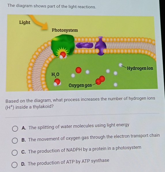 The diagram shows part of the light reactions.
Light
Based on the diagram, what process increases the number of hydrogen ions
(H^+) inside a thylakoid?
A. The splitting of water molecules using light energy
B. The movement of oxygen gas through the electron transport chain
C. The production of NADPH by a protein in a photosystem
D. The production of ATP by ATP synthase