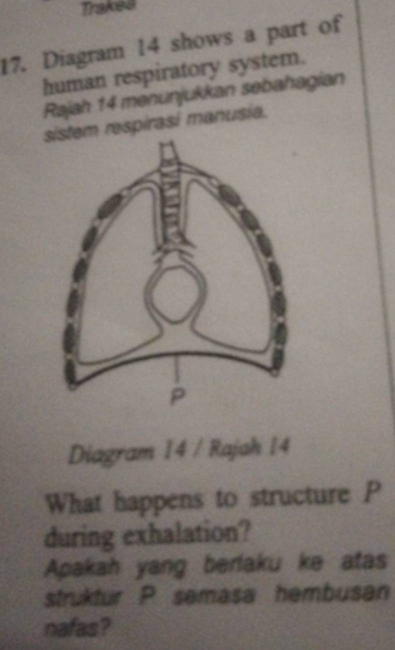 Trakea 
17. Diagram 14 shows a part of 
human respiratory system. 
Rajah 14 menunjukkan sebahagian 
m respirasi manusia. 
Diagram 14 / Rajah 14 
What happens to structure P
during exhalation? 
Apakah yang berlaku ke atas 
struktur P semasa hembusan 
nafas?