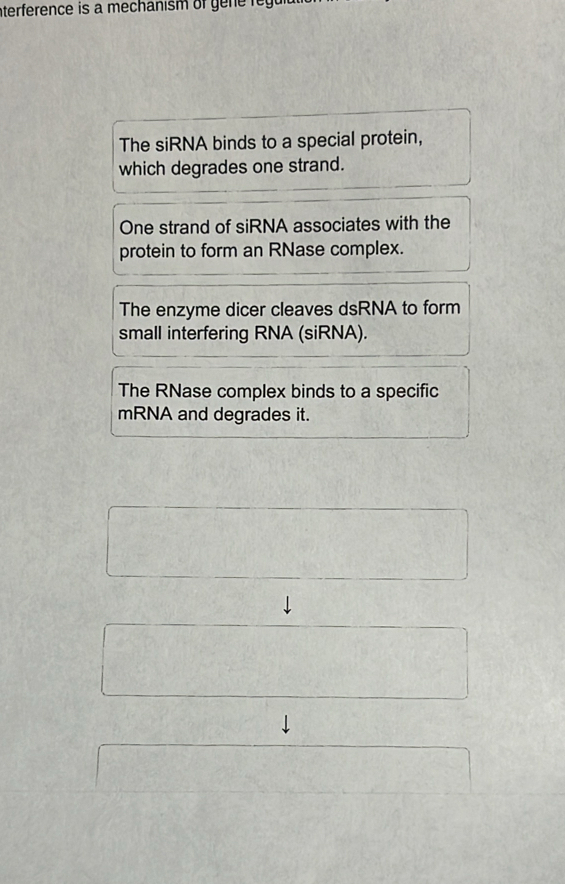 nterference is a mechanism of gene reg u
The siRNA binds to a special protein,
which degrades one strand.
One strand of siRNA associates with the
protein to form an RNase complex.
The enzyme dicer cleaves dsRNA to form
small interfering RNA (siRNA).
The RNase complex binds to a specific
mRNA and degrades it.