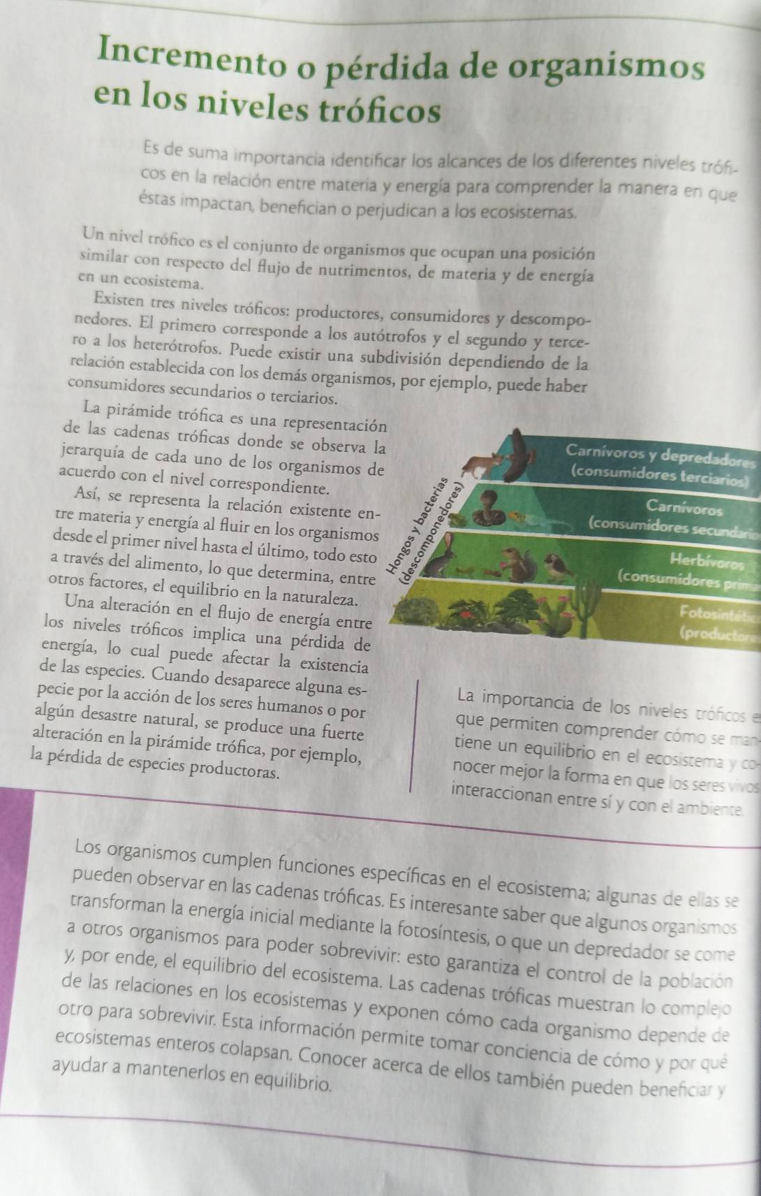 Incremento o pérdida de organismos
en los niveles tróficos
Es de suma importancia identificar los alcances de los diferentes niveles trón
cos en la relación entre materia y energía para comprender la manera en que
éstas impactan, benefician o perjudican a los ecosistemas.
Un nivel trófico es el conjunto de organismos que ocupan una posición
similar con respecto del flujo de nutrimentos, de materia y de energía
en un ecosistema.
Existen tres niveles tróficos: productores, consumidores y descompo-
nedores. El primero corresponde a los autótrofos y el segundo y terce-
ro a los heterótrofos. Puede existir una subdivisión dependiendo de la
relación establecida con los demás organismos, por ejemplo, puede haber
consumidores secundarios o terciarios.
La pirámide trófica es una representacións
de las cadenas tróficas donde se observa
jerarquía de cada uno de los organismos 
)
acuerdo con el nivel correspondiente.
Así, se representa la relación existente e
tre materia y energía al fluir en los organismo
(consumidores secundario
desde el primer nivel hasta el último, todo est
a través del alimento, lo que determina, entr
(consumidores prima
otros factores, el equilibrio en la naturaleza.(productore
Una alteración en el flujo de energía entr
t
los niveles tróficos implica una pérdida de
energía, lo cual puede afectar la existencia
de las especies. Cuando desaparece alguna es-  La importancia de los niveles tróficos e
pecie por la acción de los seres humanos o por  que permiten comprender cómo se m
algún desastre natural, se produce una fuerte tiene un equilibrio en el ecosistema y co
alteración en la pirámide trófica, por ejemplo, nocer mejor la forma en que los seres vivos
la pérdida de especies productoras. interaccionan entre sí y con el ambiente.
Los organismos cumplen funciones específicas en el ecosistema; algunas de ellas se
pueden observar en las cadenas tróficas. Es interesante saber que algunos organismos
transforman la energía inicial mediante la fotosíntesis, o que un depredador se come
a otros organismos para poder sobrevivir: esto garantiza el control de la población
y, por ende, el equilibrio del ecosistema. Las cadenas tróficas muestran lo comple o
de las relaciones en los ecosistemas y exponen cómo cada organismo depende de
otro para sobrevivir. Esta información permite tomar conciencia de cómo y por que
ecosistemas enteros colapsan. Conocer acerca de ellos también pueden beneficiar y
ayudar a mantenerlos en equilibrio.