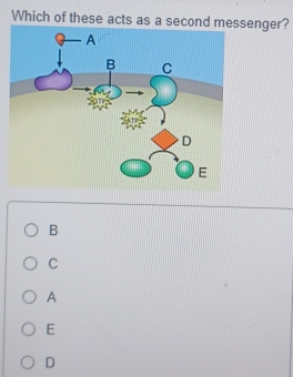 Which of these acts as a second messenger?
B
C
A
E
D