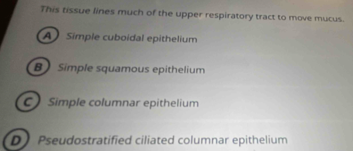 This tissue lines much of the upper respiratory tract to move mucus.
A Símple cuboidal epithelium
B Simple squamous epithelium
C Simple columnar epithelium
D Pseudostratified ciliated columnar epithelium