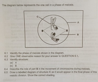 The diagram below represents the one cell in a phase of meiosis. 
6.1 Identify the phase of meiosis shown in the diagram. 
6.2 Give ONE observable reason for your answer to QUESTION 6.1. 
6.3 Identify structure: 
(a) A
(b) B
6.4 Describe the role of part B in the movement of chromosome during meiosis. 
6.5 Draw a labelled diagram of structure C as it would appear in the final phase of this 
melotic division. Show the correct shading.