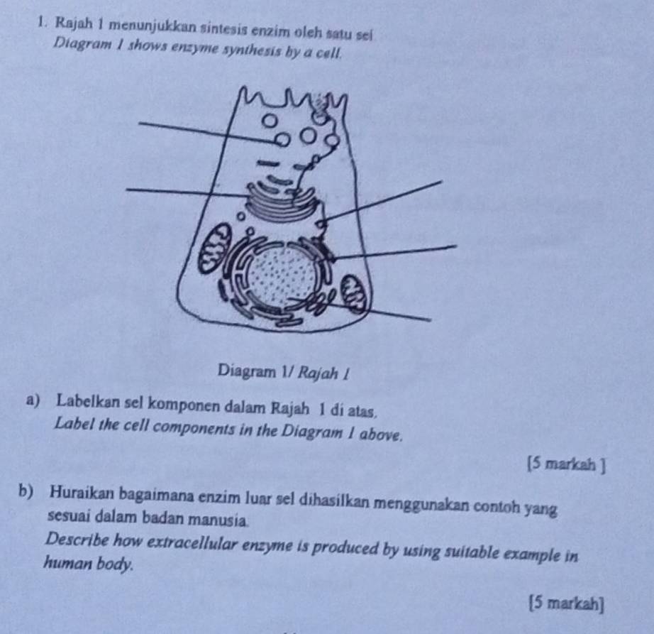 Rajah 1 menunjukkan sintesis enzim oleh satu sei 
Diagram I shows enzyme synthesis by a cell. 
Diagram 1/ Rajah l 
a) Labelkan sel komponen dalam Rajah 1 di atas. 
Label the cell components in the Diagram 1 above. 
[5 markah ] 
b) Huraikan bagaimana enzim luar sel dihasilkan menggunakan contoh yang 
sesuai dalam badan manusia. 
Describe how extracellular enzyme is produced by using suitable example in 
human body. 
[5 markah]